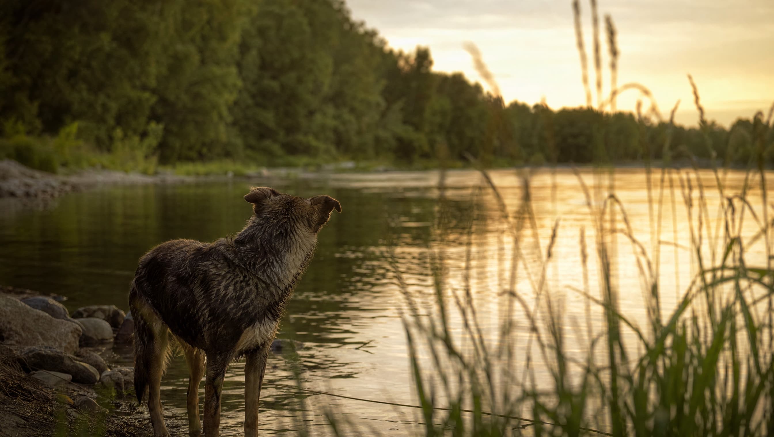 Dog standing at the edge of the Illinois River at golden hour